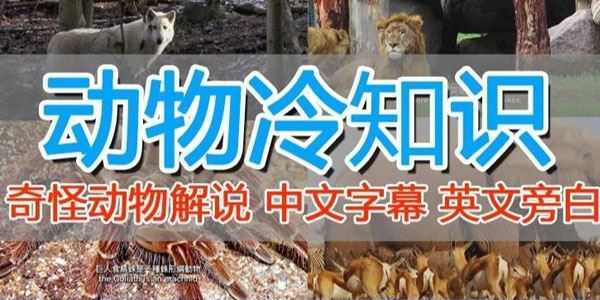 国外纪录片解说：动物解说、美食、动画片稳过中视频 百度网盘下载